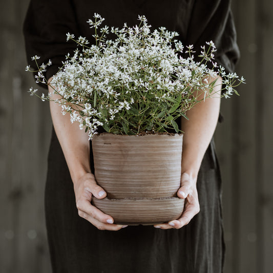 Plant pot with saucer M · SOIL
