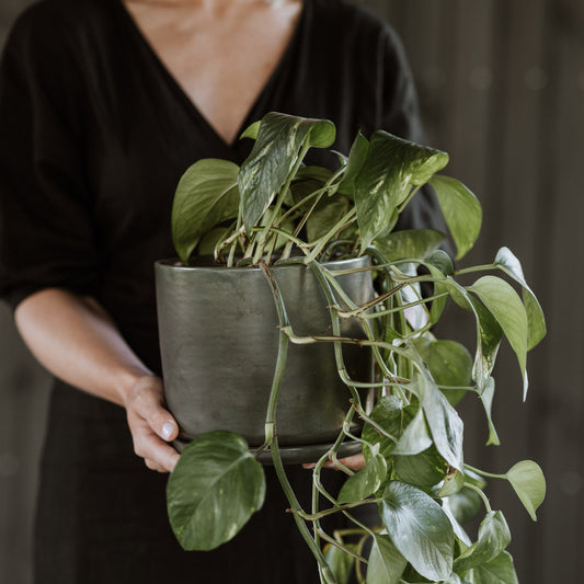 Plant pot with saucer L · Moss