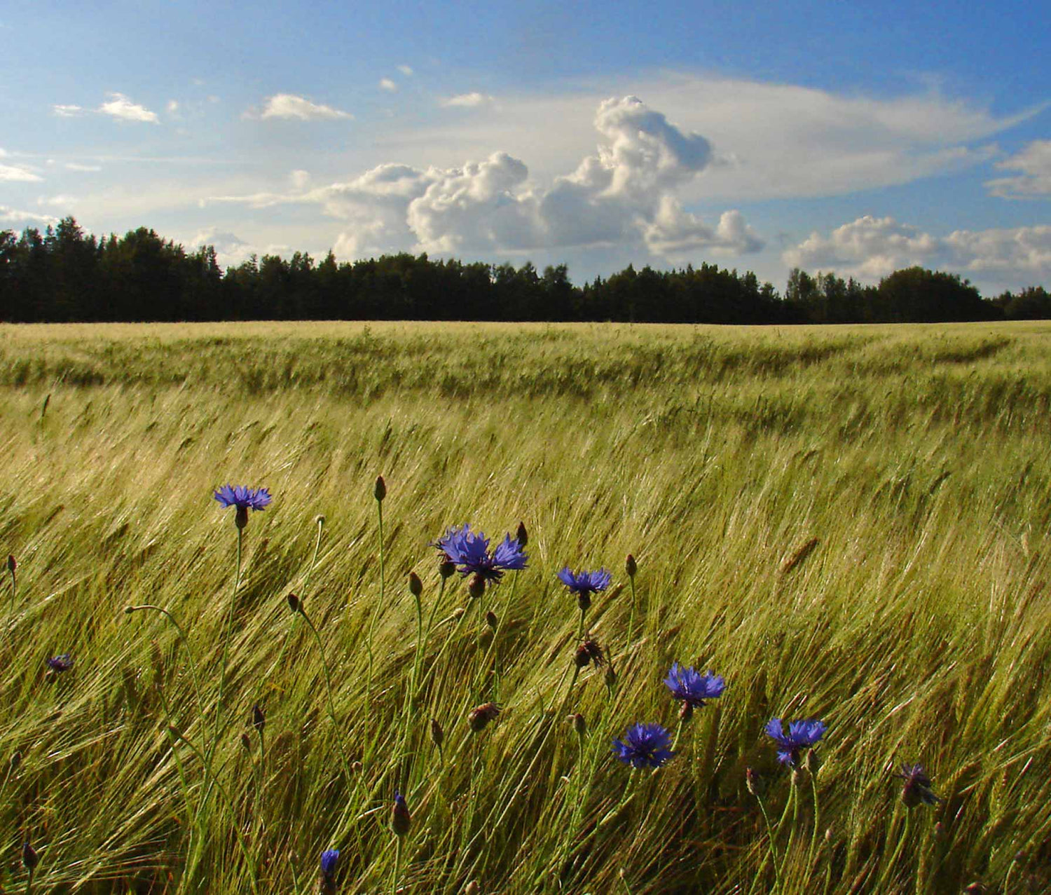 A local Vaidava meadow 